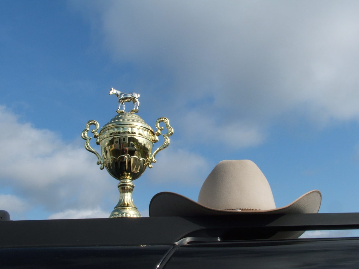 Horse Show Viola Horse and Colt Show