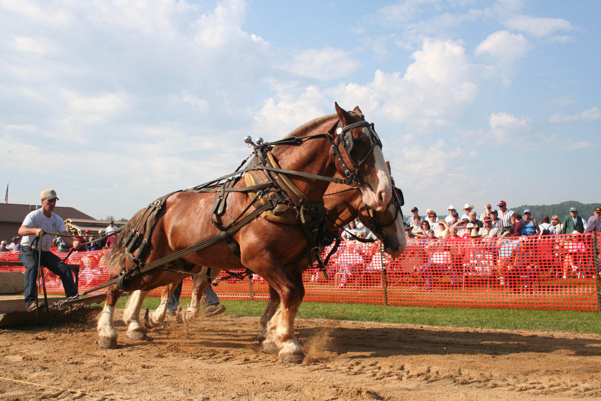 Horse Pulling Contest Viola Horse and Colt Show
