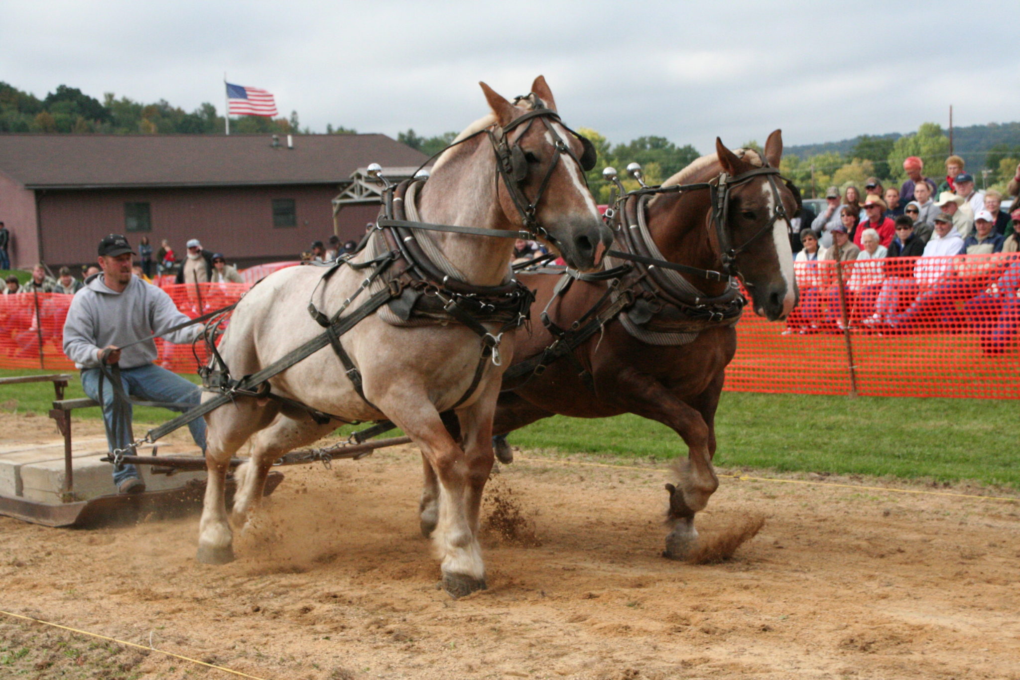 Horse Pulling Contest Viola Horse and Colt Show