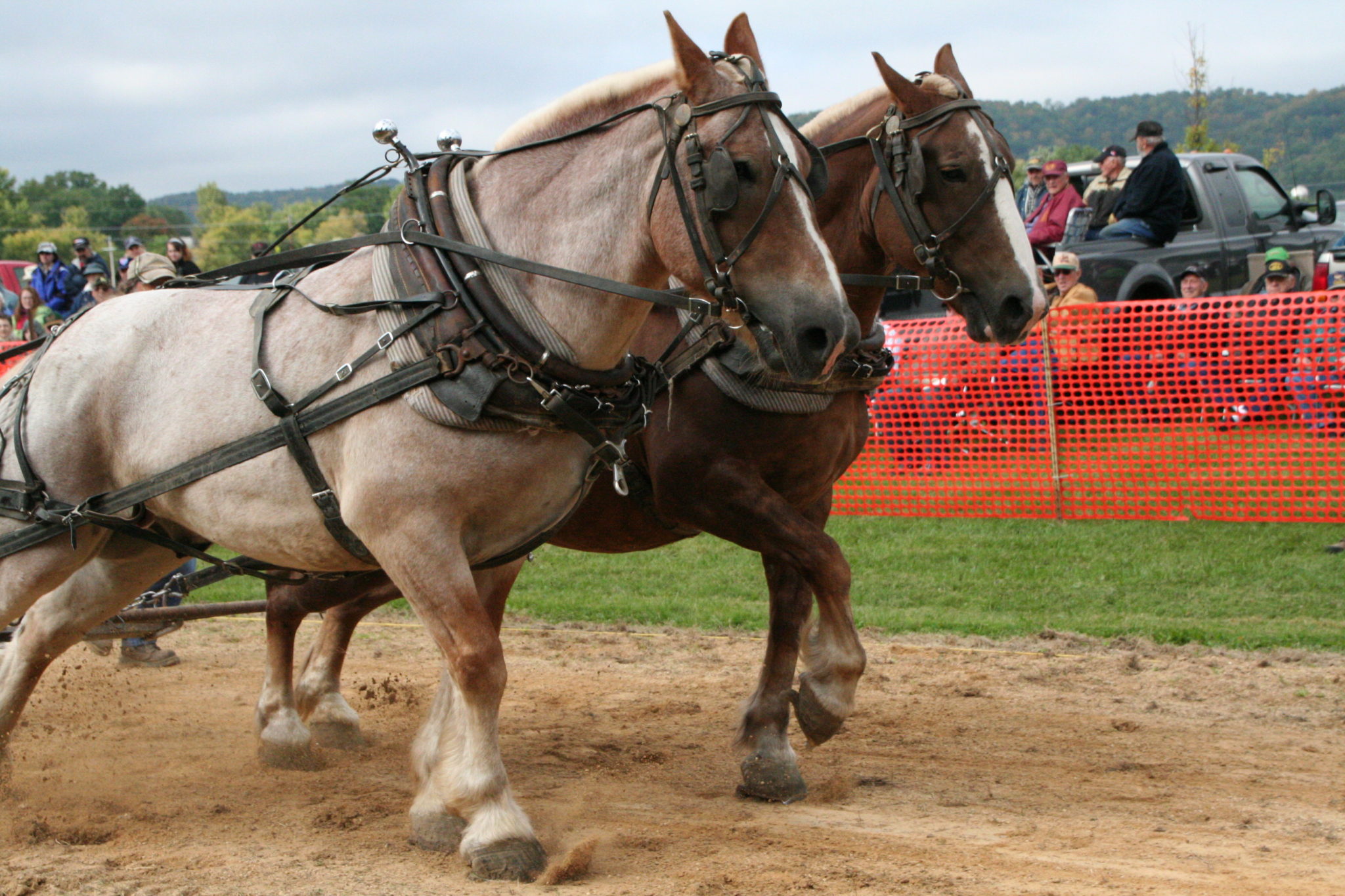 Horse Pulling Contest Viola Horse and Colt Show