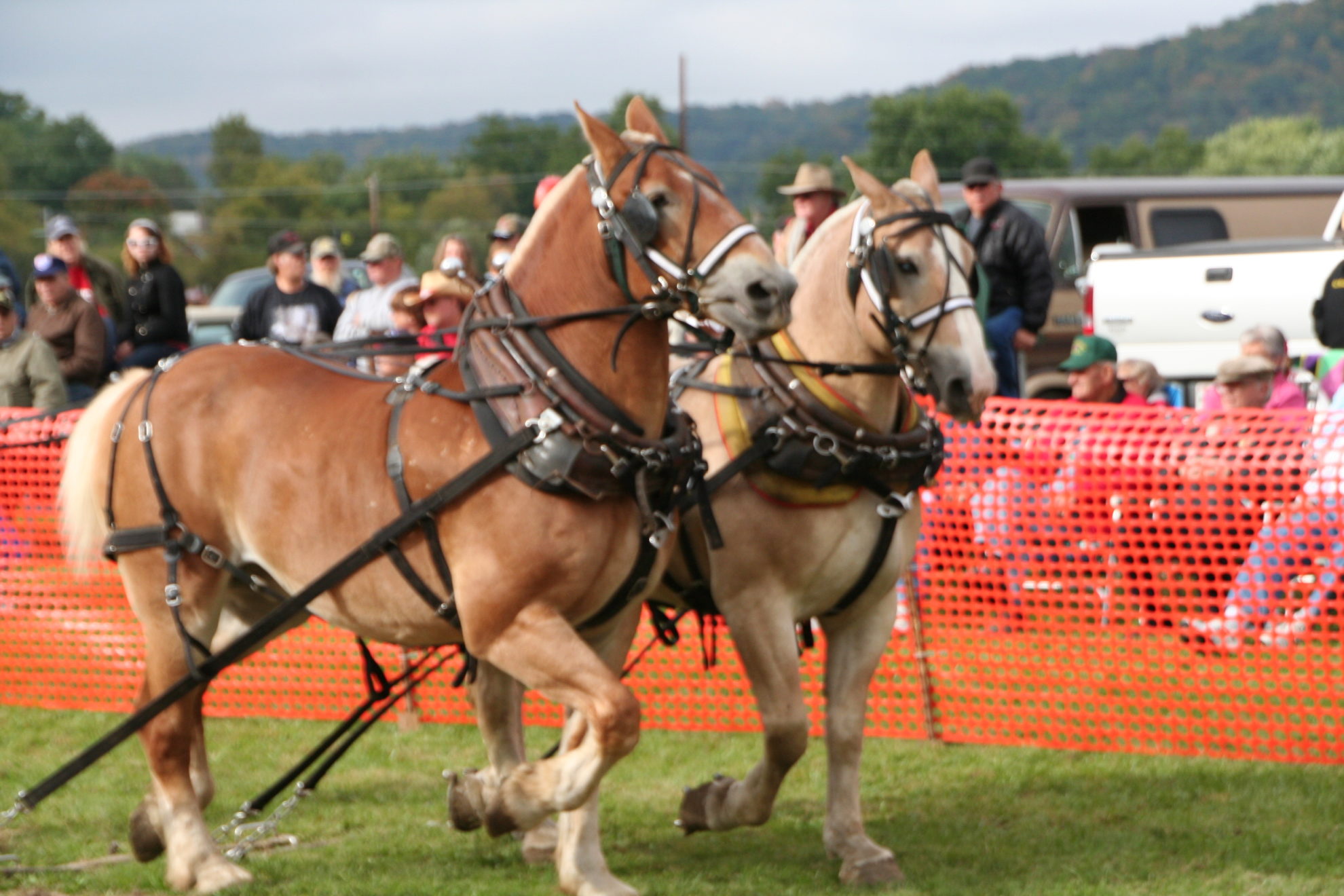 Horse Pulling Contest Viola Horse and Colt Show