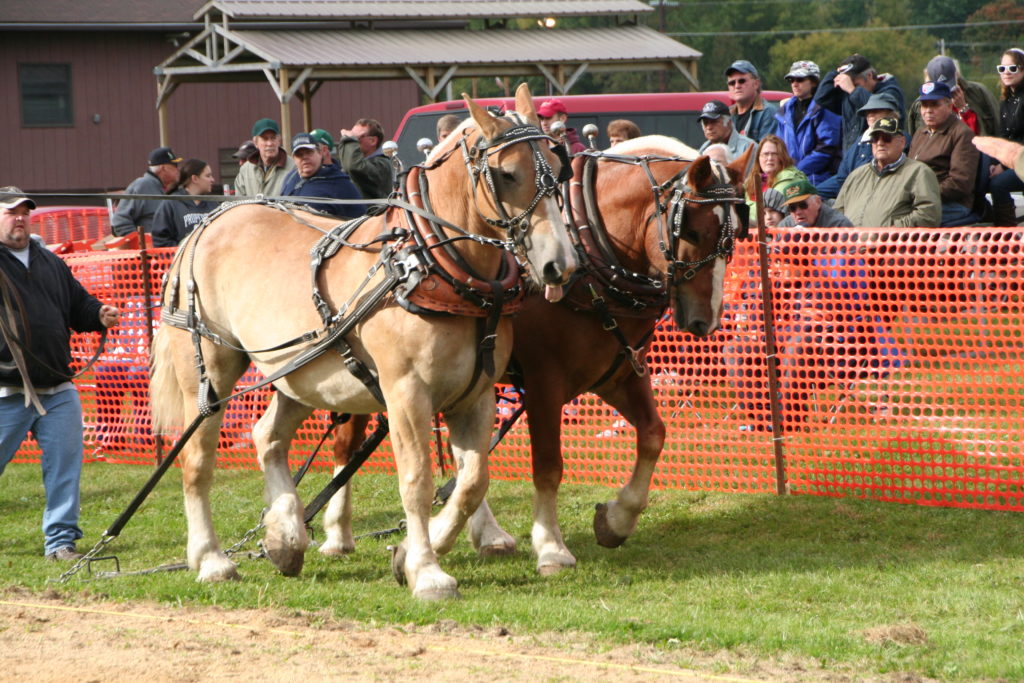 Horse Pulling Contest Viola Horse and Colt Show