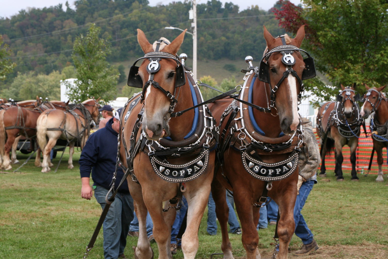 Horse Pulling Contest Viola Horse and Colt Show