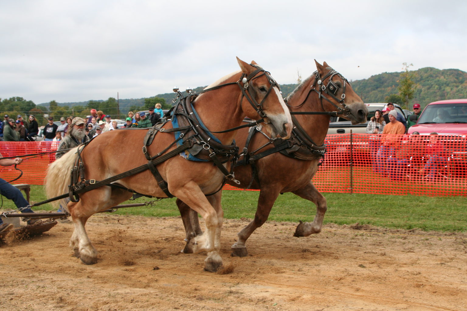 Horse Pulling Contest Viola Horse and Colt Show